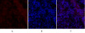 Immunofluorescence analysis of rat-lung tissue. 1, Smad2 Polyclonal Antibody (red) was diluted at 1:200 (4°C, overnight). 2, Cy3 labled Secondary antibody was diluted at 1:300 (room temperature, 50min).3, Picture B: DAPI (blue) 10min. Picture A:Target. Picture B: DAPI. Picture C: merge of A+B