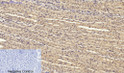 Immunohistochemical analysis of paraffin-embedded Rat-kidney tissue. 1, Smad2 Polyclonal Antibody was diluted at 1:200 (4°C, overnight). 2, Sodium citrate pH 6.0 was used for antibody retrieval (>98°C, 20min). 3, Secondary antibody was diluted at 1:200 (room tempeRature, 30min). Negative control was used by secondary antibody only.