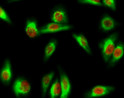 Immunofluorescence analysis of Hela cell. 1, Smad2 Polyclonal Antibody (red) was diluted at 1:200 (4°C overnight). MICU1 monoclonal antibody (Mix) (green) was diluted at 1:200 (4°C overnight). 2, Goat Anti Rabbit Alexa Fluor 594 Catalog: (NA was diluted at 1:1000 (room temperature, 50min). Goat Anti Mouse Alexa Fluor 488 Catalog: (NA was diluted at 1:1000 (room temperature, 50min).