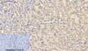 Immunohistochemical analysis of paraffin-embedded Mouse-kidney tissue. 1, Smad3 Polyclonal Antibody was diluted at 1:200 (4°C, overnight). 2, Sodium citrate pH 6.0 was used for antibody retrieval (>98°C, 20min). 3, Secondary antibody was diluted at 1:200 (room tempeRature, 30min). Negative control was used by secondary antibody only.