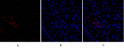 Immunofluorescence analysis of mouse-kidney tissue. 1, Smad3 Polyclonal Antibody (red) was diluted at 1:200 (4°C, overnight). 2, Cy3 labled Secondary antibody was diluted at 1:300 (room temperature, 50min).3, Picture B: DAPI (blue) 10min. Picture A:Target. Picture B: DAPI. Picture C: merge of A+B