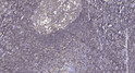 Immunohistochemical analysis of paraffin-embedded human tonsil. 1, Antibody was diluted at 1:200 (4° overnight). 2, STJ95721