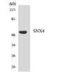 Western blot analysis of the lysates from HeLa cells using SNX4 antibody. STJ95725