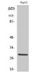 Western blot analysis of various cells using Spi-C polyclonal antibody, cells nucleus extracted by Minute™ Cytoplasmic STJ95749