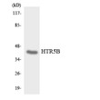 Western blot analysis of the lysates from HepG2 cells using HTR5B antibody. Western blot analysis of the lysates from HepG2 cells using HTR5B antibody.
