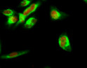 Immunofluorescence analysis of Hela cell. 1, Stat3 Polyclonal Antibody (red) was diluted at 1:200 (4°C overnight). Beta-tubulin monoclonal antibody (M7) (green) was diluted at 1:200 (4°C overnight). 2, Goat Anti Rabbit Alexa Fluor 594 Catalog: (NA was diluted at 1:1000 (room temperature, 50min). Goat Anti Mouse Alexa Fluor 488 Catalog: (NA was diluted at 1:1000 (room temperature, 50min).