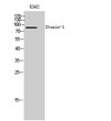 Western Blot analysis of K562 cells using Stonin-1 Polyclonal Antibody STJ95828