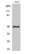 Western blot analysis of various cells using Strad polyclonal antibody STJ95829