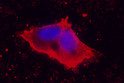 Immunofluorescence analysis of MCF7 cells. 1, Primary antibody was diluted at 1:100 (4℃ overnight). 2, Goat Anti Rabbit STJ95864