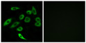 Immunofluorescence analysis of A549 cells, using TAS2R3 Antibody. The picture on the right is blocked with the synthesized peptide.