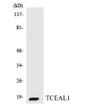 Western blot analysis of the lysates from HeLa cells using TCEAL1 antibody. STJ95938