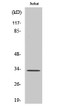 Western blot analysis of various cells using TEF polyclonal antibody, cells nucleus extracted by Minute™ cytoplasmic STJ95960