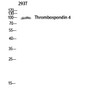 Western blot analysis of 293T lysis using Thrombospondin 4 antibody. Antibody was diluted at 1:1000