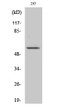 Western Blot analysis of various cells using TIEG2 Polyclonal Antibody on cells with nucleus extracted by Minute™ STJ96018