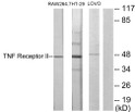 Western blot analysis of lysates from RAW264.7, HT-29, and LOVO cells, using TNF Receptor II Antibody. The lane on the STJ96053