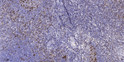 Immunohistochemical analysis of paraffin-embedded human tonsil. 1, Antibody was diluted at 1:200 (4° overnight). 2, STJ96053