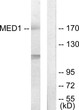 Western blot analysis of lysates from Jurkat cells, using MED1 Antibody. The lane on the right is blocked with the synthesized peptide.