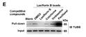 Laxiflorin B covalently binds the tubulin colchicine-binding site to inhibit triple negative breast cancer STJ96145