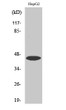 Western Blot analysis of various cells using Uba5 Polyclonal Antibody. Secondary antibody was STJ96160