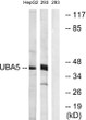Western blot analysis of lysates from HepG2 and 293 cells, using UBA5 Antibody. The lane on the right was blocked with STJ96160