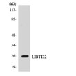 Western blot analysis of the lysates from HUVECcells using UBTD2 antibody.