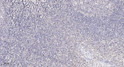 Immunohistochemical analysis of paraffin-embedded human tonsil. 1, Antibody was diluted at 1:200 (4°C overnight). 2, Tris-EDTA, pH9.0 was used for antigen retrieval. 3, Secondary antibody was diluted at 1:200 (room temperature, 30min).