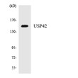 Western blot analysis of the lysates from HeLa cells using USP42 antibody.