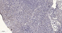 Immunohistochemical analysis of paraffin-embedded human tonsil. 1, Antibody was diluted at 1:200 (4° overnight). 2, STJ96242