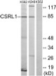 Western blot analysis of lysates from K562 cells and A549 cells, using CSRL1 Antibody. The lane on the right is blocked with the synthesized peptide.
