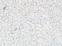 Immunohistochemical analysis of paraffin-embedded Human kidney. 1, Antibody was diluted at 1:200 (4°C overnight). 2, High-pressure and temperature EDTA, pH8.0 was used for antigen retrieval. 3, Secondary antibody was diluted at 1:200 (room temperature, 30min).