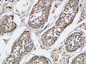 Immunohistochemical analysis of paraffin-embedded Human testis. 1, Antibody was diluted at 1:200 (4°C overnight). 2, High-pressure and temperature EDTA, pH8.0 was used for antigen retrieval. 3, Secondary antibody was diluted at 1:200 (room temperature, 30min).