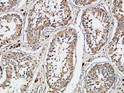 Immunohistochemical analysis of paraffin-embedded Human testis. 1, Antibody was diluted at 1:200 (4°C overnight). 2, High-pressure and temperature EDTA, pH8.0 was used for antigen retrieval. 3, Secondary antibody was diluted at 1:200 (room temperature, 30min).