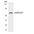 Western blot analysis of the lysates from HeLa cells using ARHGEF3 antibody.