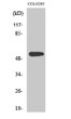 Western Blot analysis of various cells using XPLN Polyclonal Antibody. Secondary antibody was STJ96281