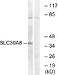 Western blot analysis of lysates from K562 cells, using SLC30A8 Antibody. The lane on the right is blocked with the synthesized peptide.