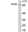 Western blot analysis of lysates from HeLa cells, using NF90 antibody.