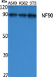 Western Blot analysis of extracts from A549, K562, NIH-3T3 cells, using NF90 Polyclonal Antibody. Secondary antibody STJ96401