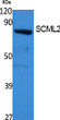 Western blot analysis of extracts from 293 cells, using SCML2 polyclonal antibody. Secondary antibody (catalog#: STJ96466
