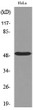 Western blot analysis of lysate from HeLa cells, using NR1H3 Antibody.
