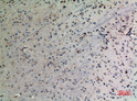 Immunohistochemical analysis of paraffin-embedded mouse-brain, antibody was diluted at 1:100