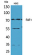 Western blot analysis of K562 cells using FAF1 Polyclonal Antibody.. Secondary antibody was diluted at 1:20000 Western blot analysis of K562 cells using FAF1 Polyclonal Antibody.. Secondary antibody was diluted at 1:20000