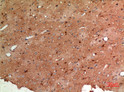 Immunohistochemical analysis of paraffin-embedded rat-brain, antibody was diluted at 1:100