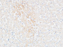Immunohistochemical analysis of paraffin-embedded Human Liver. 1, Antibody was diluted at 1:200 (4°C overnight). 2, High-pressure and temperature EDTA, pH8.0 was used for antigen retrieval. 3, Secondary antibody was diluted at 1:200 (room temperature, 30min).