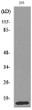 Western blot analysis of lysate from 293 cells, using PSPN Antibody. STJ96660