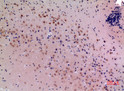 Immunohistochemical analysis of paraffin-embedded mouse-brain, antibody was diluted at 1:100