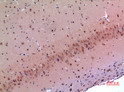 Immunohistochemical analysis of paraffin-embedded mouse-brain, antibody was diluted at 1:100