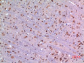 Immunohistochemical analysis of paraffin-embedded rat-brain, antibody was diluted at 1:100