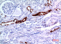 Immunohistochemical analysis of paraffin-embedded human-kidney, antibody was diluted at 1:100