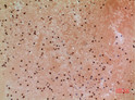 Immunohistochemical analysis of paraffin-embedded human-colon, antibody was diluted at 1:100 Immunohistochemical analysis of paraffin-embedded human-colon, antibody was diluted at 1:100