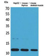 Western blot analysis of HepG2, mouse thymus, mouse skeletal muscle cells using Eotaxin Polyclonal Antibody.. Secondary antibody was diluted at 1:20000